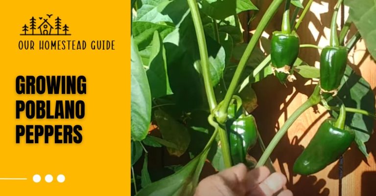 How to Growing Poblano Peppers: step by step