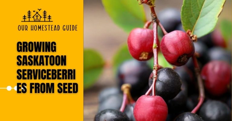 Plant guide for growing Saskatoon serviceberries from seed: Easy Steps