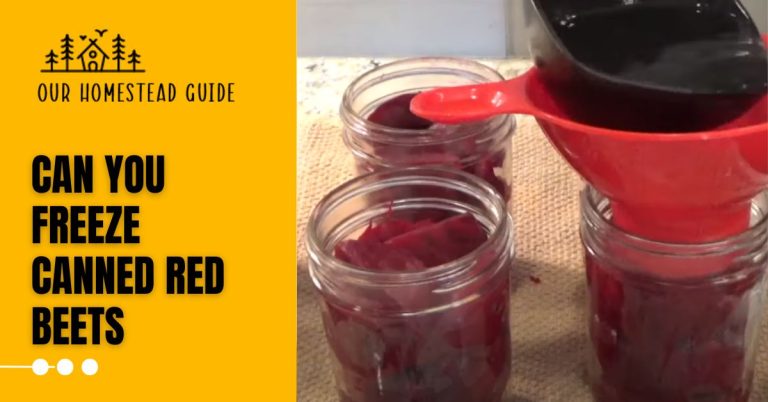 Can you freeze canned red beets? Step By Step Guide