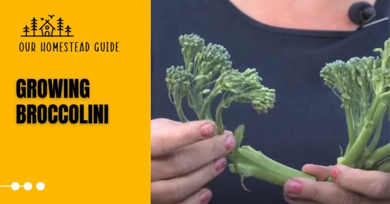 Growing Broccolini: Tips for a Bountiful Harvest
