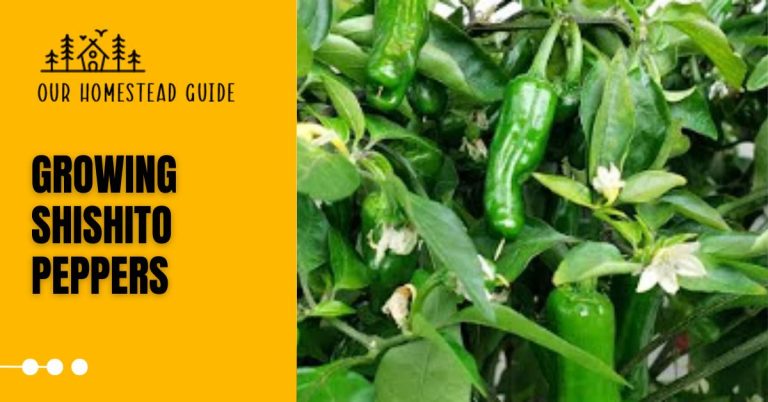 How to Growing Shishito Peppers: Step-by-Step Guide