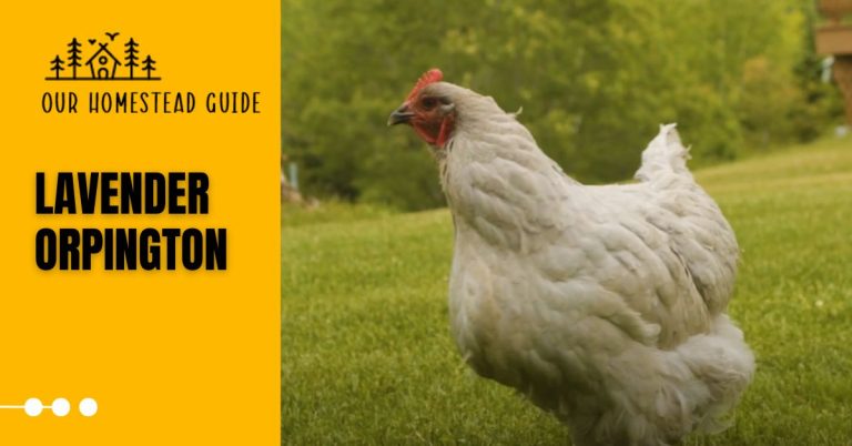 Lavender Orpington Chickens: Care, Guide & Egg