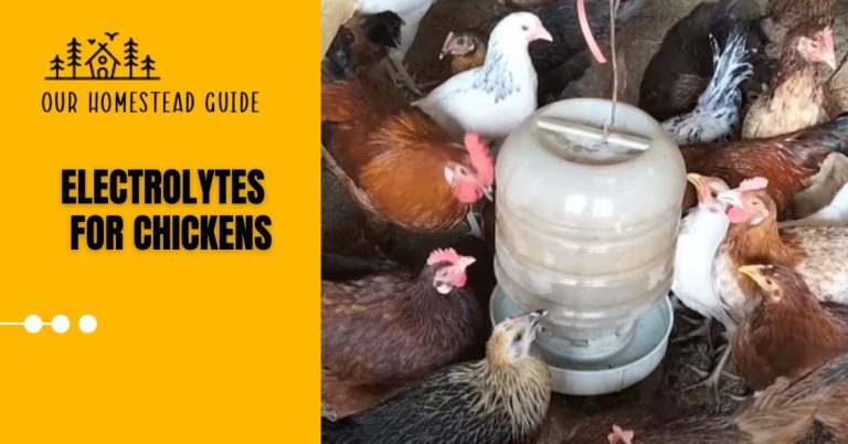 How to Make Electrolytes for Chickens: Easy Method