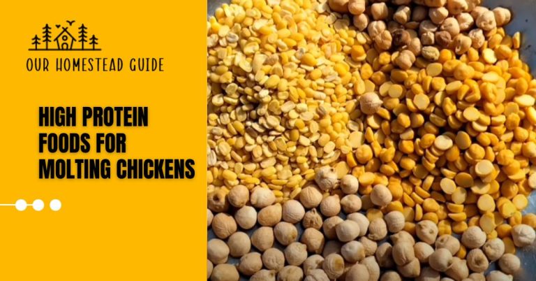 25 Types of High Protein Foods for Molting Chickens: Tips & Info