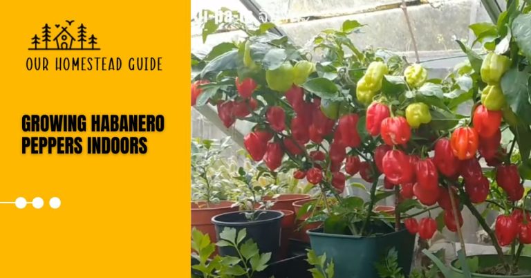 10 Easy Ways of Growing Habanero Peppers Indoors: step by step