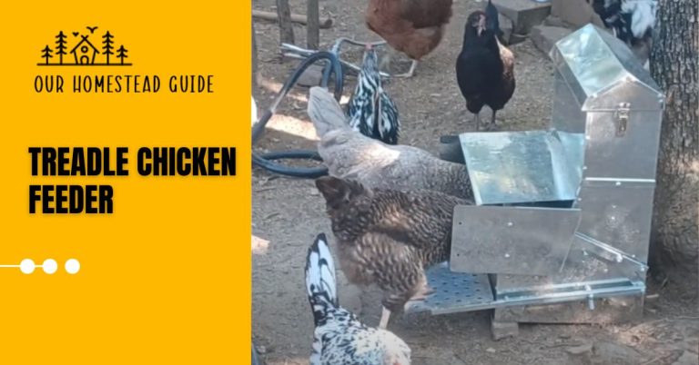 10 Best Treadle Chicken Feeder: Modern Solution for Coop Feeding