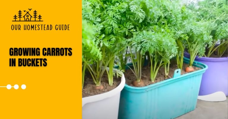 How to Growing Carrots in Buckets: Tips for Success