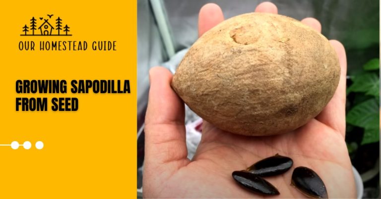 Tips for Growing Sapodilla From Seed: Step by Step
