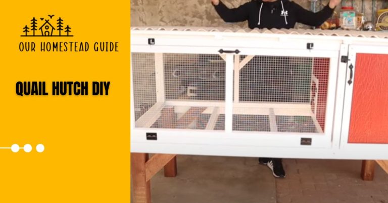 Building Quail Hutch DIY:8 Easy Steps