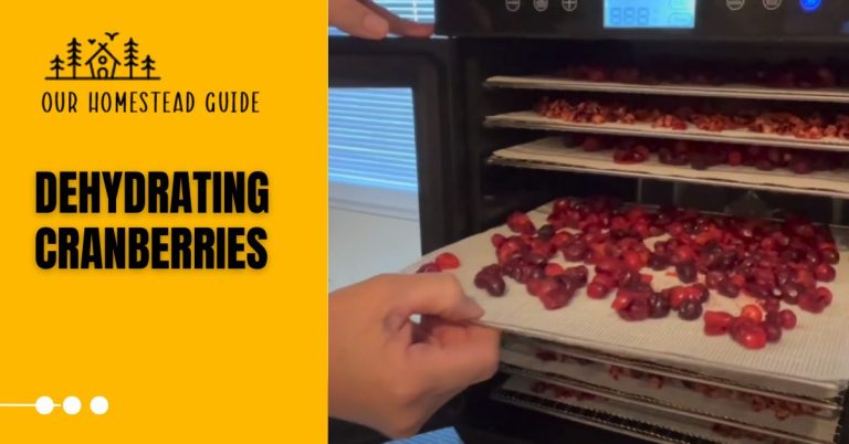 Best Guide to Dehydrating Cranberries: Preserving & Storing Food