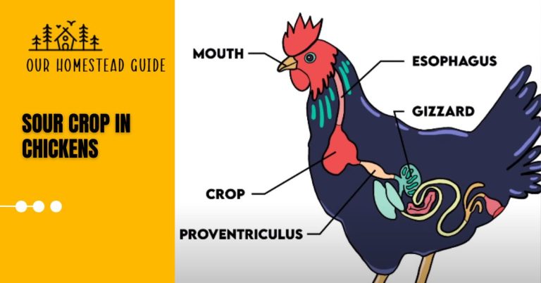 Sour Crop in Chickens: Symptoms and Treatment Complete Guide