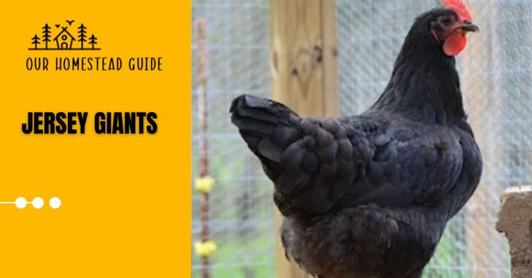 Jersey Giant: Chicken Breeds Guide And More