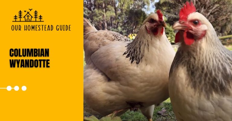 Columbian Wyandotte Chicken: Characteristics & Raising Tips