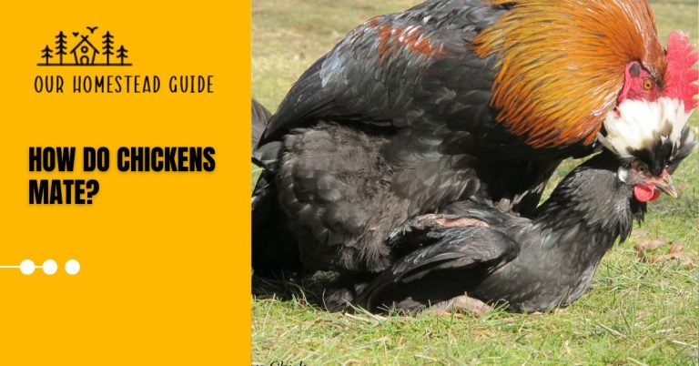 How Do Chickens Mate? For Healthy Hens Complete Guide
