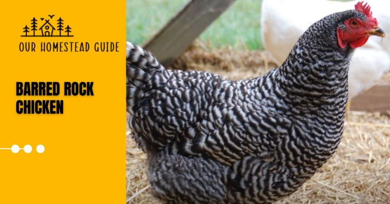 Barred Rock Chicken: Nurture, Appearance, And Egg Production,