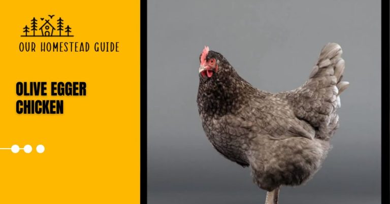 Olive Egger Chicken: Appearance, and Care Complete Guide