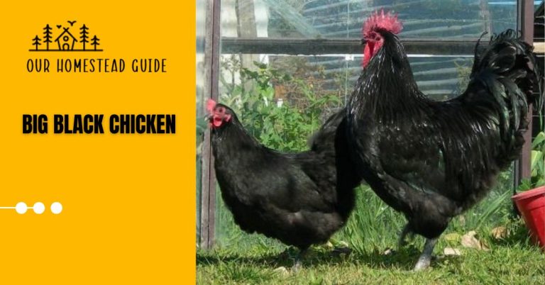 15 Beautiful Big Black Chicken: Different Breeds