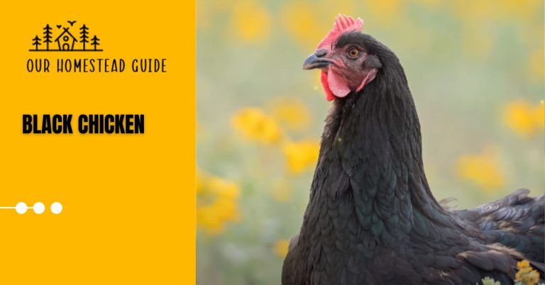 Black Chicken: Different Types, Traits, Benefits, and Care