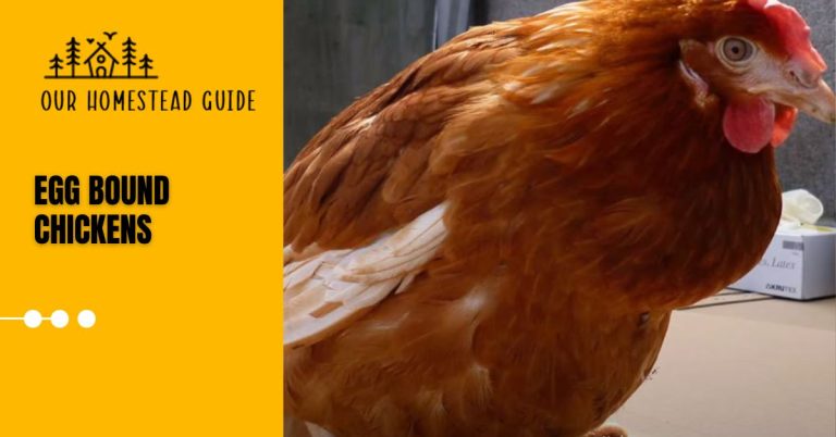 Egg Bound Chickens: Complete Guide to Care & Support