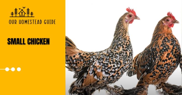 Top 25 Small Chicken Breeds for Pets or Eggs