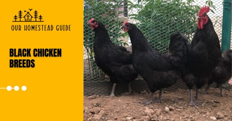 24 Beautiful Black Chicken Breeds in the World