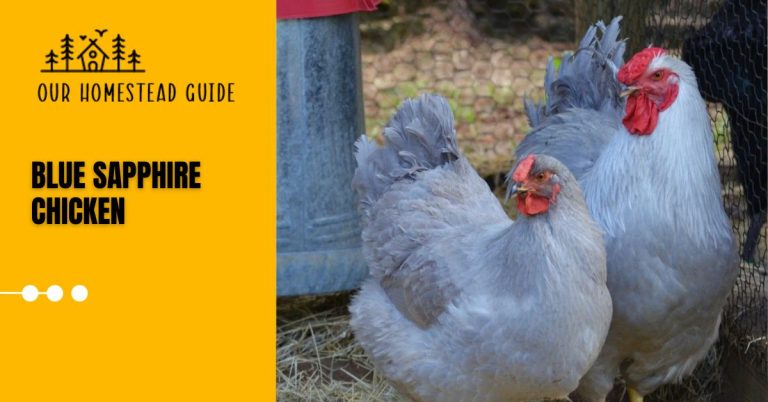 Blue Sapphire Chicken: Complete Guide