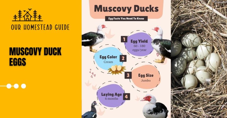 Muscovy Duck Eggs: Appearance Facts, Care & Complete Guide