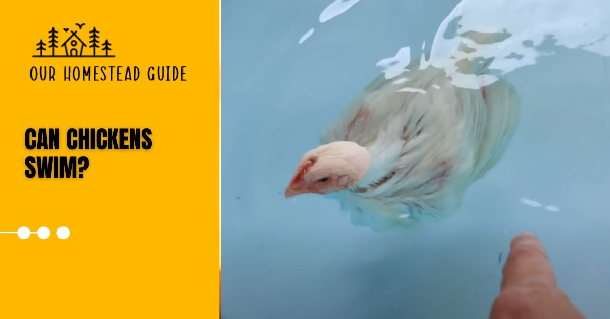 Can Chickens Swim?