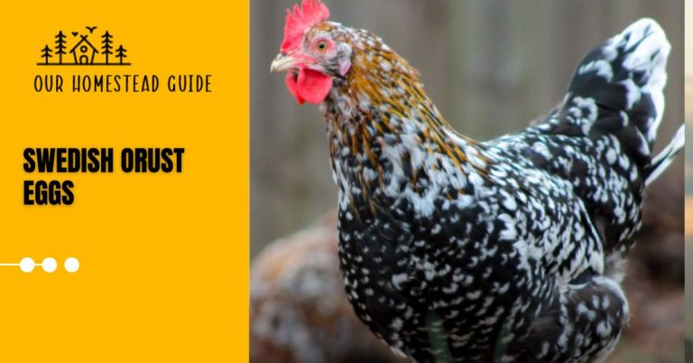 Swedish Orust Eggs: Chicken Breed a Comprehensive Guide