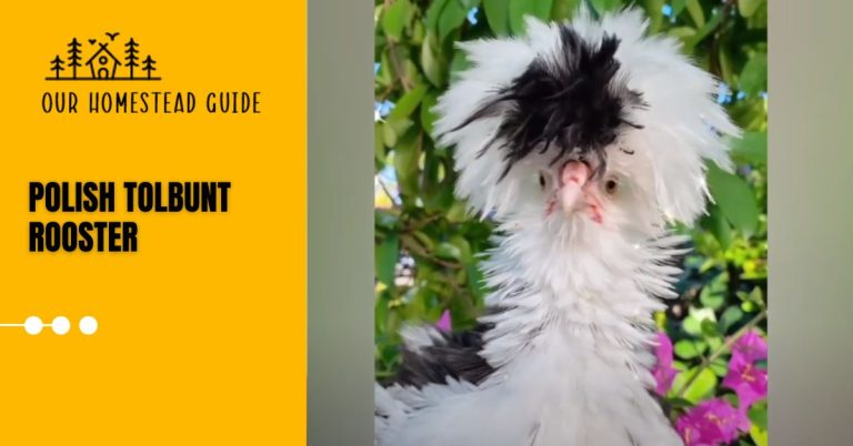 Polish Tolbunt Rooster: The Complete Breed Guide