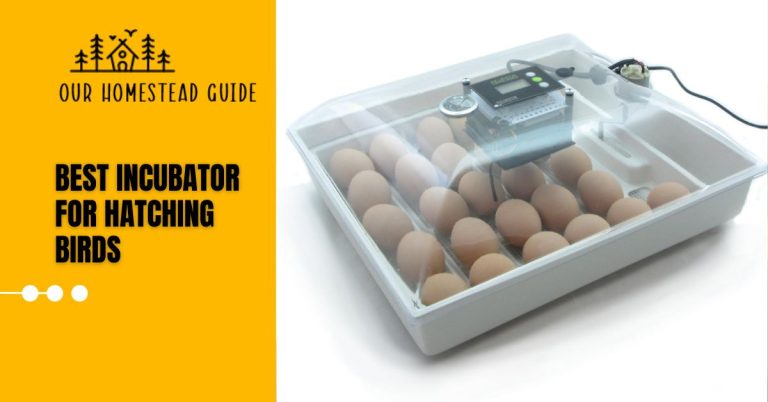 25 Best Incubator for Hatching Birds: For Successful Hatching
