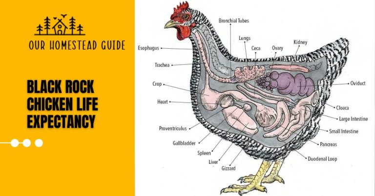 Black Rock Chicken Life Expectancy: A Comprehensive Guide