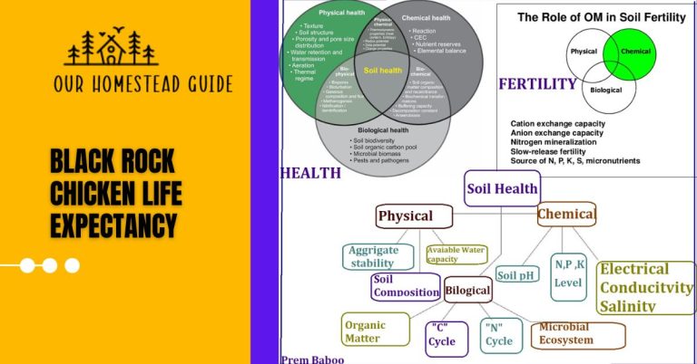 A Complete Guide to Homestead Soil Management and Fertility