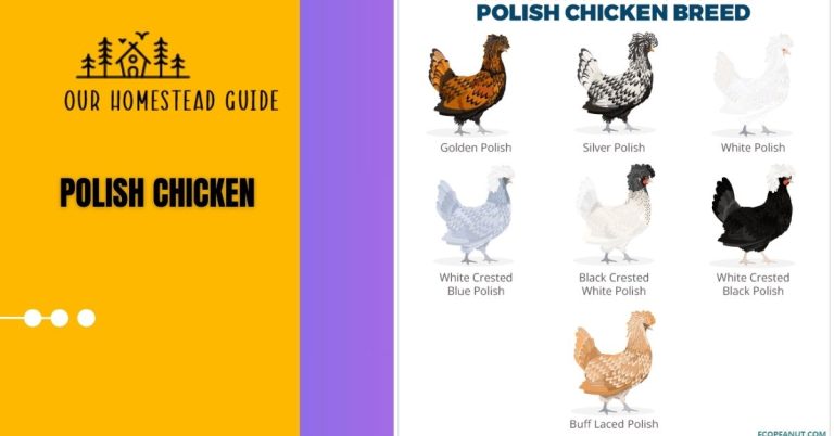 Polish Chicken: Varieties, Appearance, & Care Complete Guide