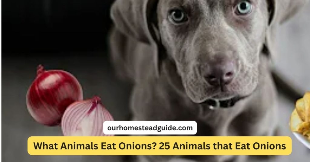 What Animals Eat Onions?