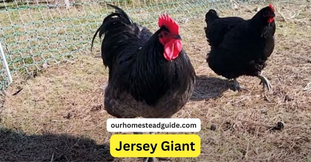 Jersey Giant