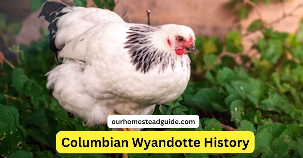 Columbian Wyandotte