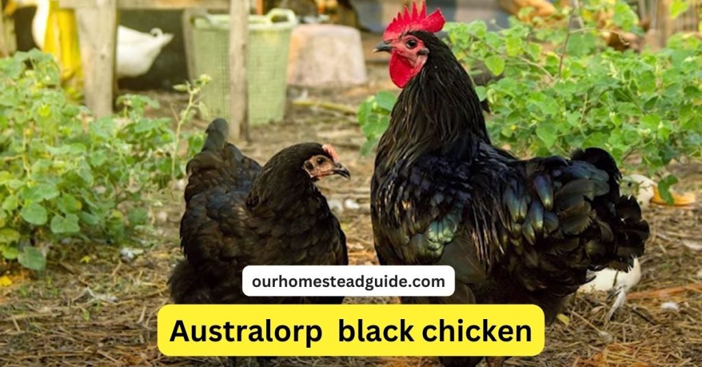 Black Chicken Breeds