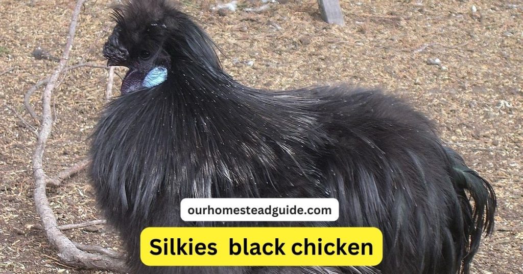 Big Black Chicken