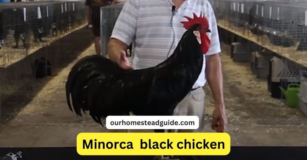 Black Chicken Breeds