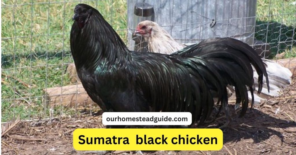 Asian Black Chickens