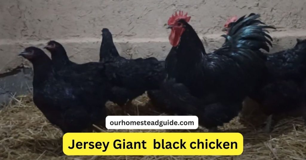 Big Black Chicken