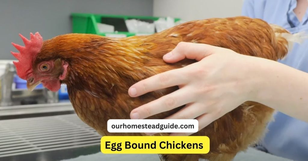Egg Bound Chickens