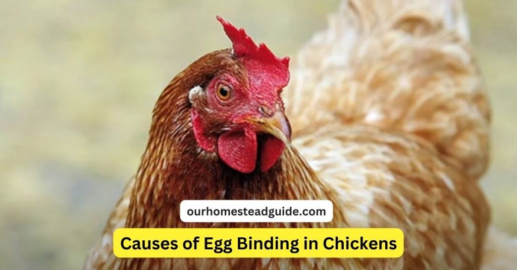 Egg Bound Chickens