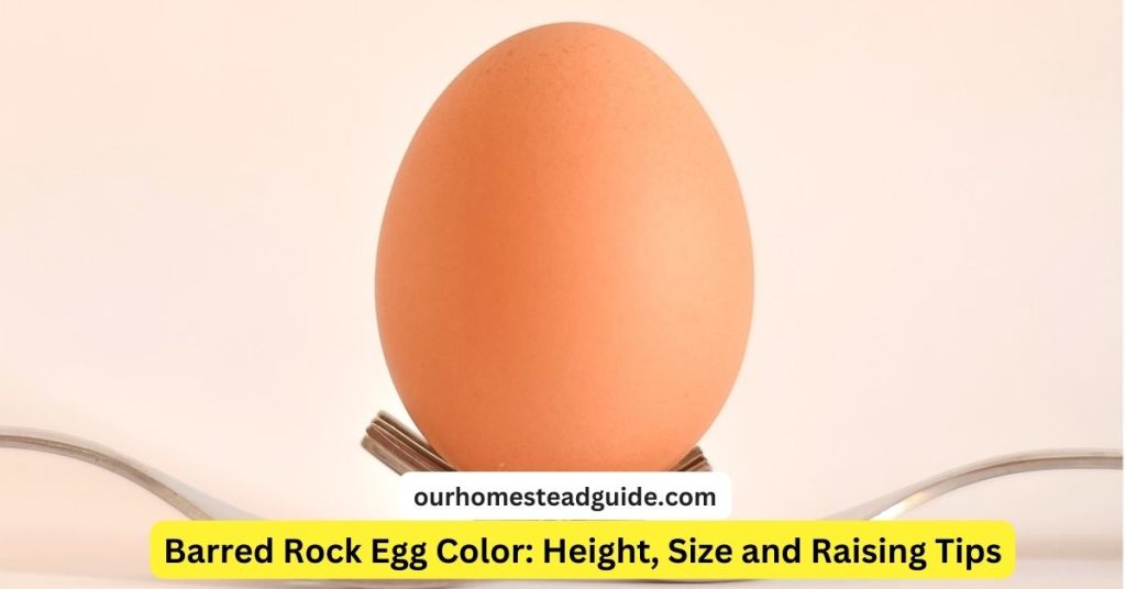 Barred Rock Egg Color