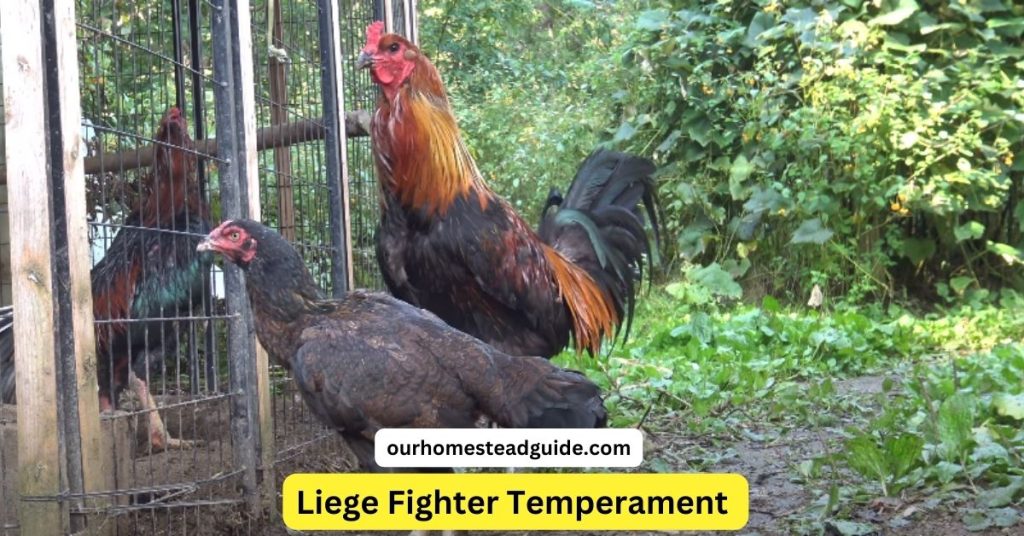 Liege Fighter Eggs