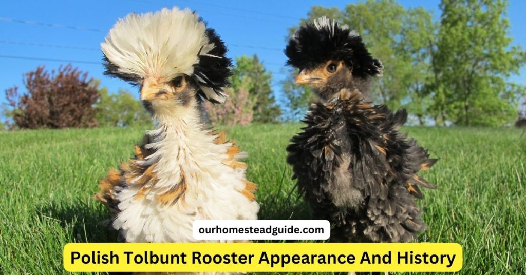 Polish Tolbunt Rooster