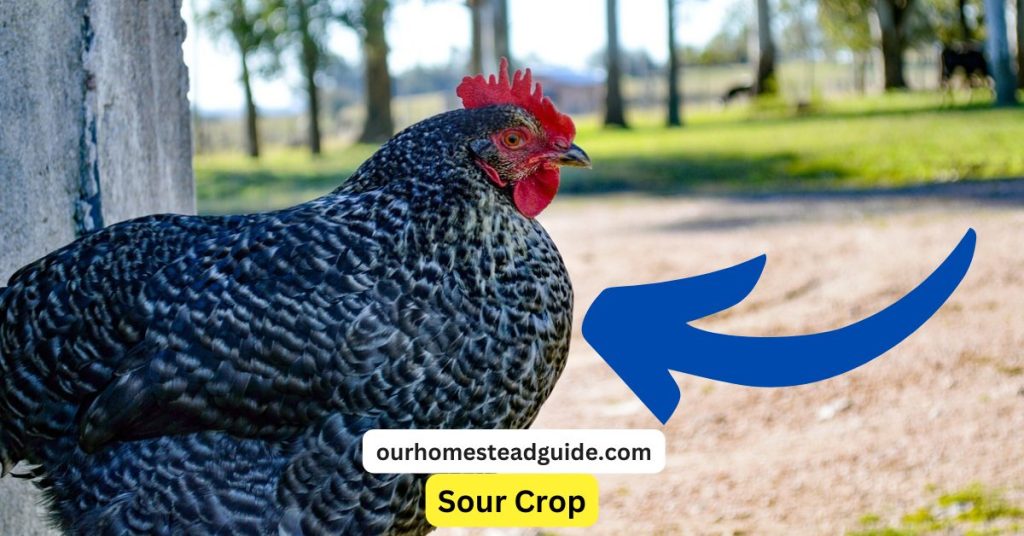 Sour Crop