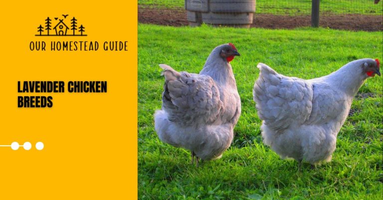 Lavender Chicken Breeds: Characteristics & Facts Complete Guide