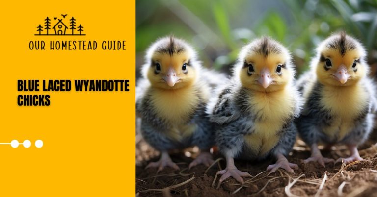 Blue Laced Wyandotte Chicks: Traits and Care Complete Guide